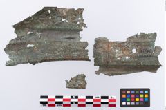 Foto von Bronzerippenziste (NHMW-PRAE-070976)